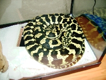 Carpet