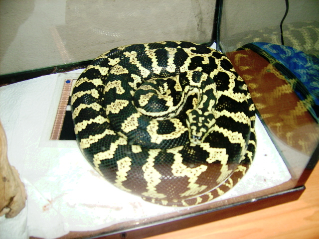 Carpet