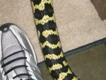 Carpet