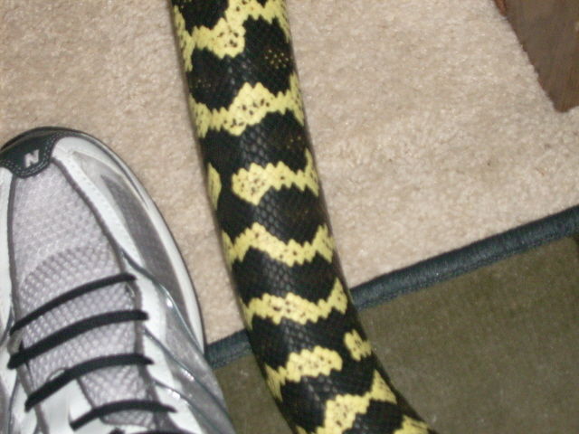 Carpet