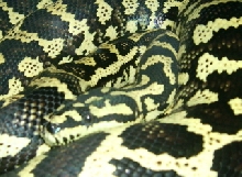 Carpet1