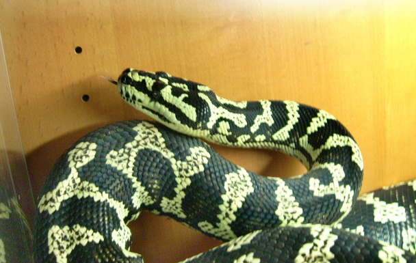 8yr old Jungle Male