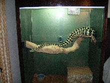 New Jungle Enclosure