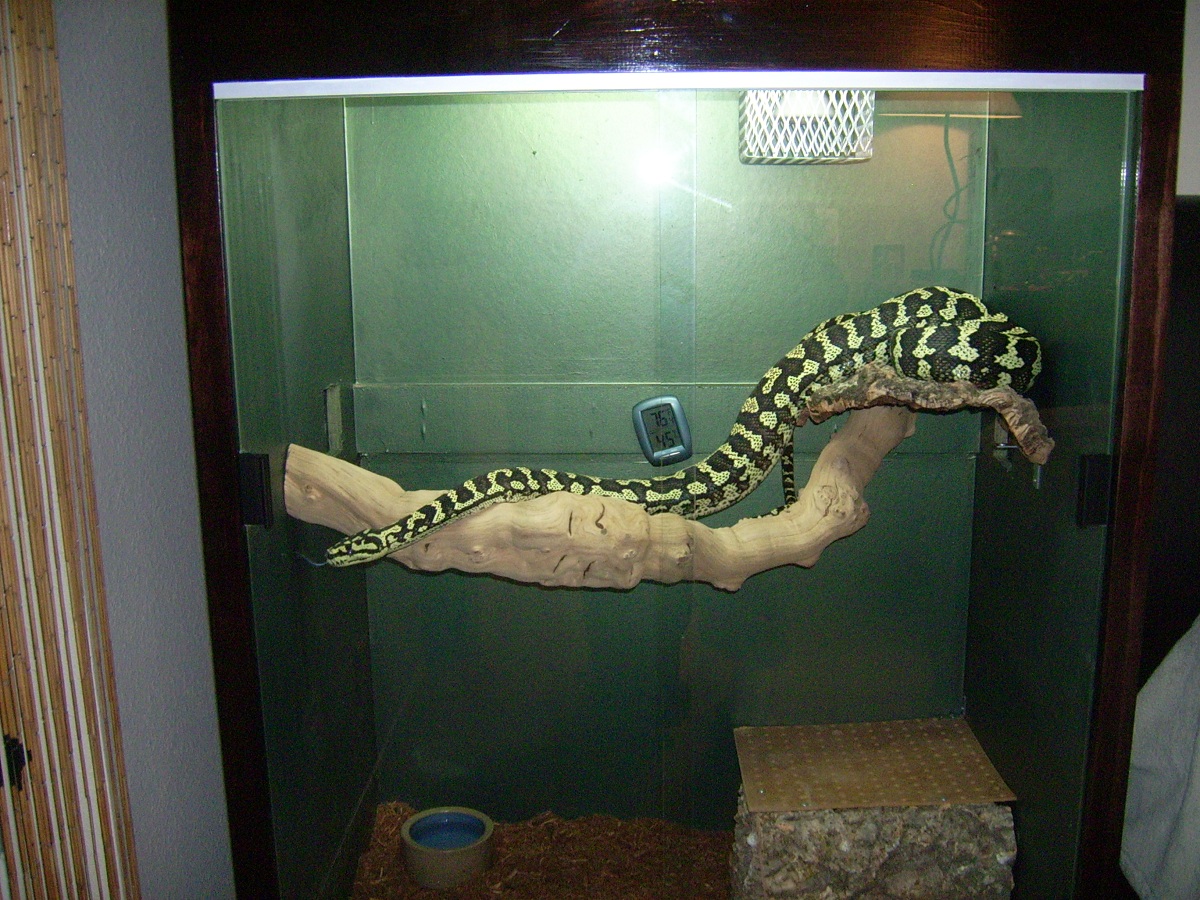 New Jungle Enclosure