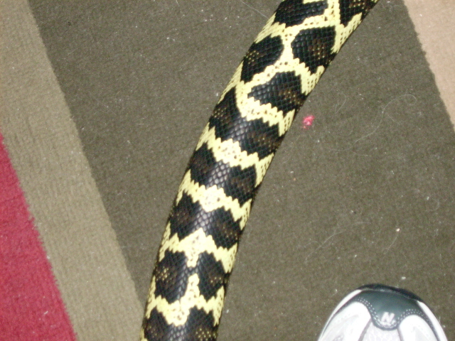 Carpet