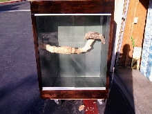 First Photos of Jungle Enclosure