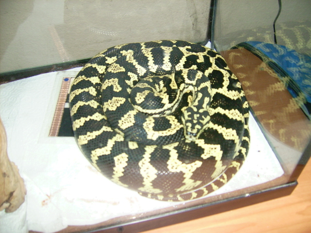 Carpet