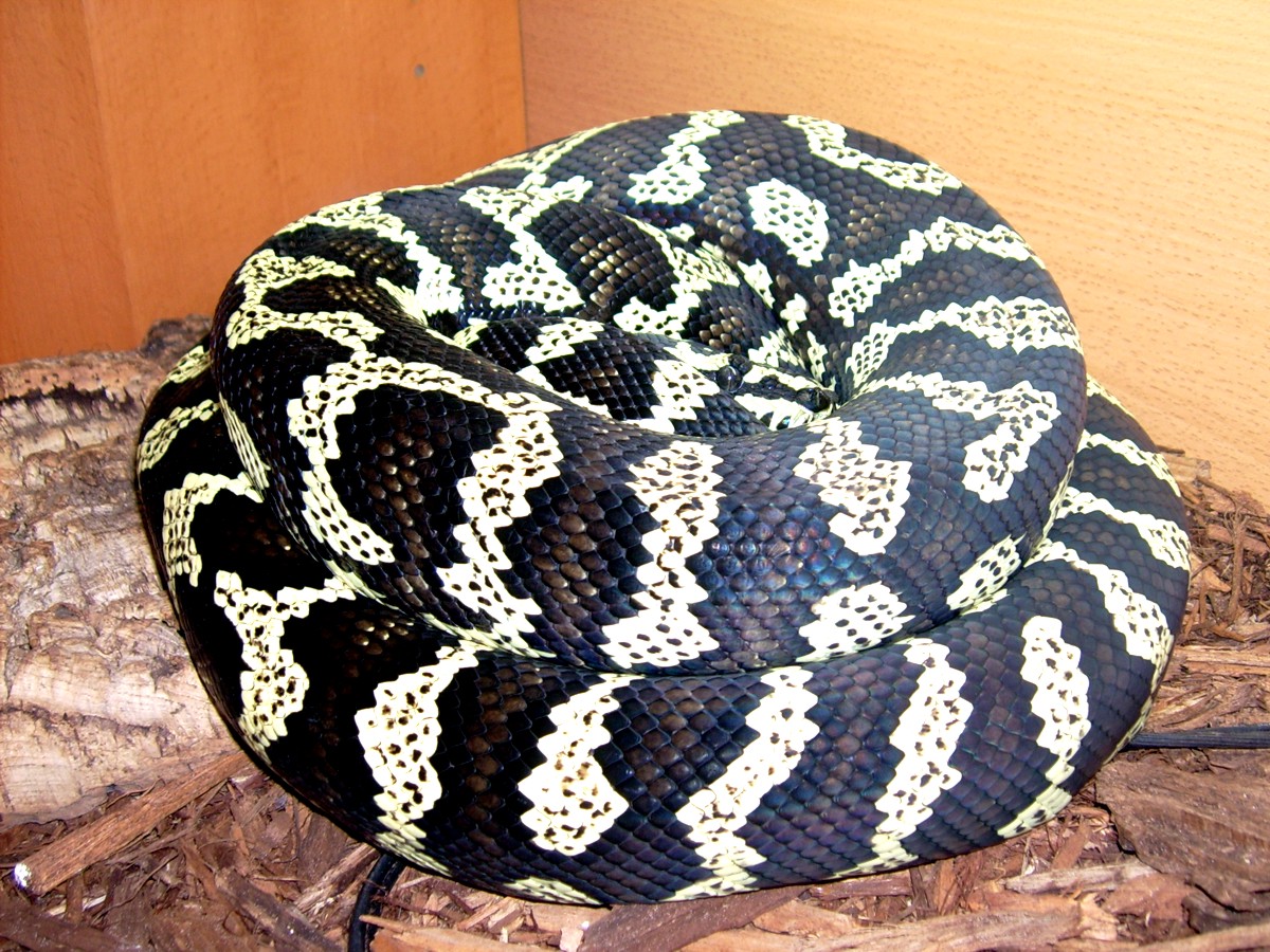 My Jungle Carpet 7yr old male