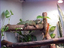 Quasi in cage