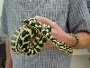 Jungle Carpet juvenile