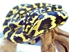 Jungle Carpet juvenile