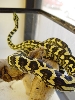 Jungle Carpet juvenile
