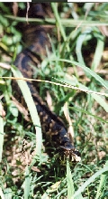 Western Cottonmouth