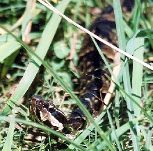 Western Cottonmouth 2