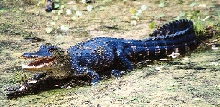 Alligator