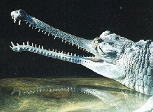 Toothy grin