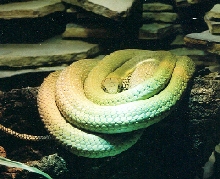 King Cobra