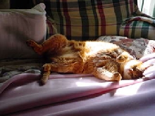 nala doing what she does best