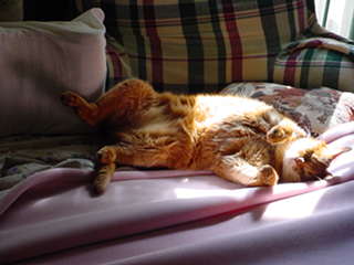 nala doing what she does best