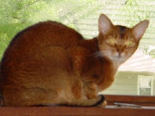 Gizzy