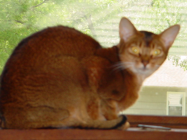 Gizzy