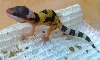 Genetic Deformities? Anyone ever seen this before?