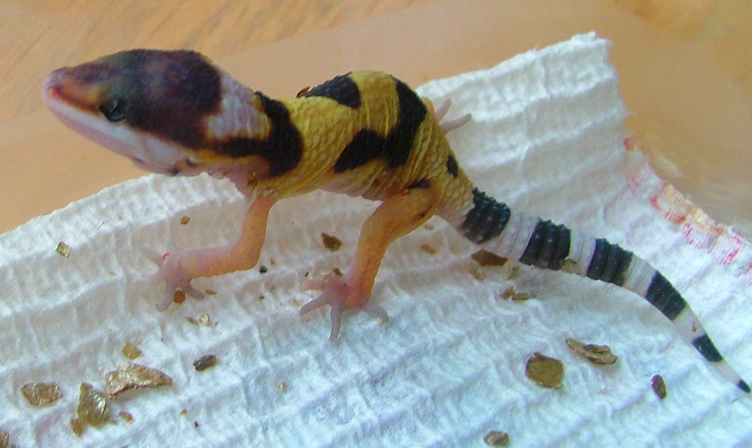 Genetic Deformities? Anyone ever seen this before?