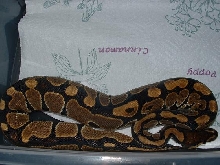 female