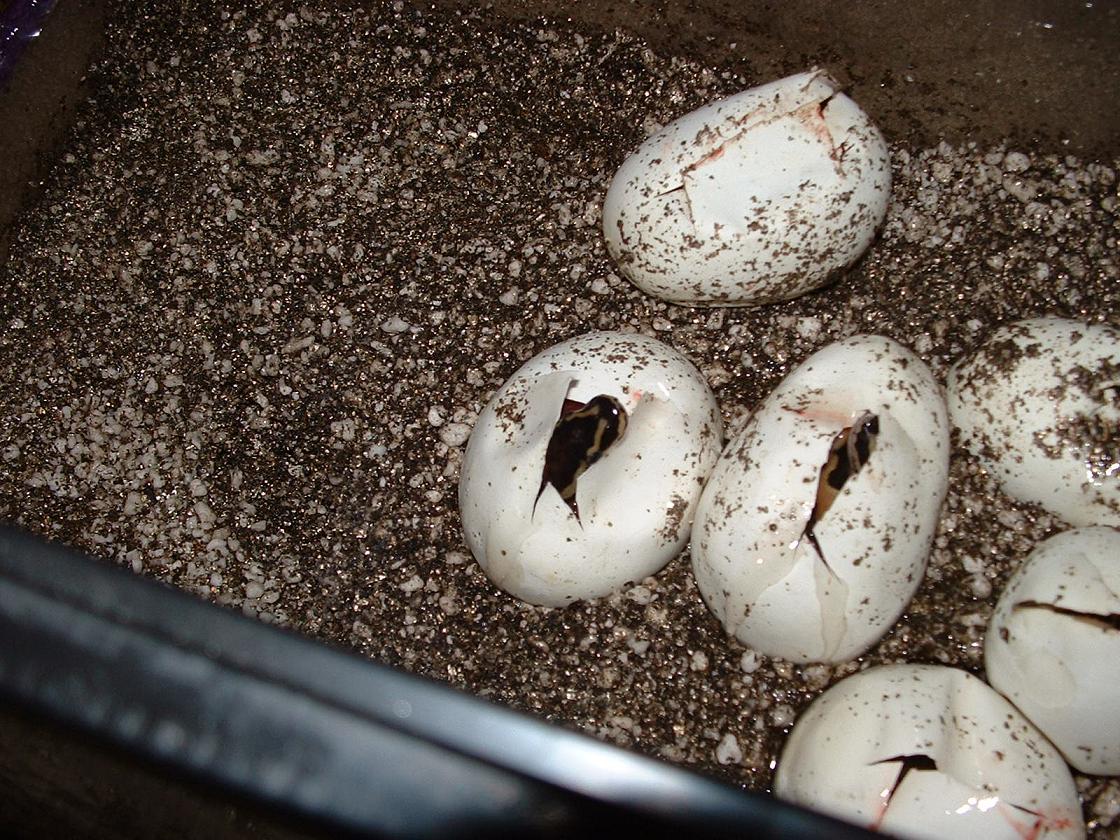 ballbabies