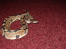 reduced female