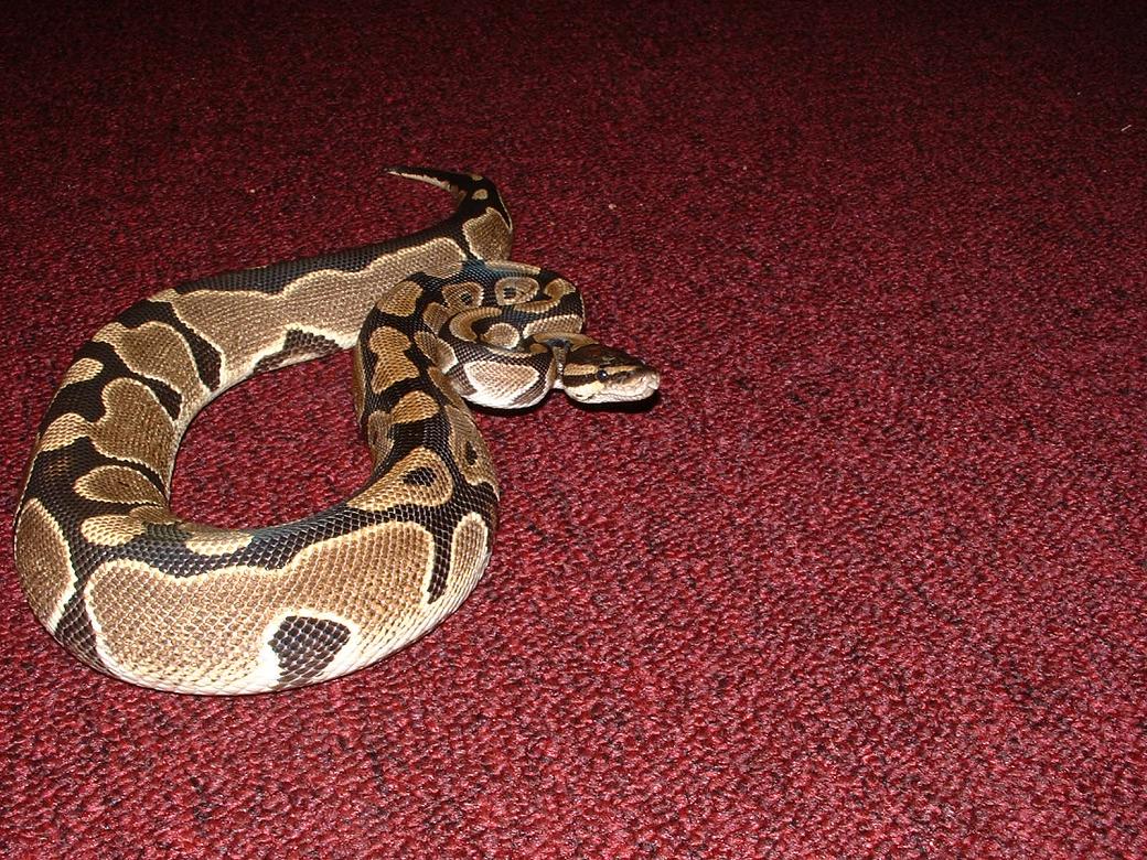 reduced female