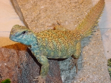 Ornate Uromastyx -BAM BAM