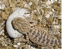 TWO bearded dragons babys. NOTE :1 still in egg
