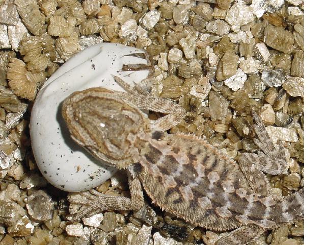 TWO bearded dragons babys. NOTE :1 still in egg