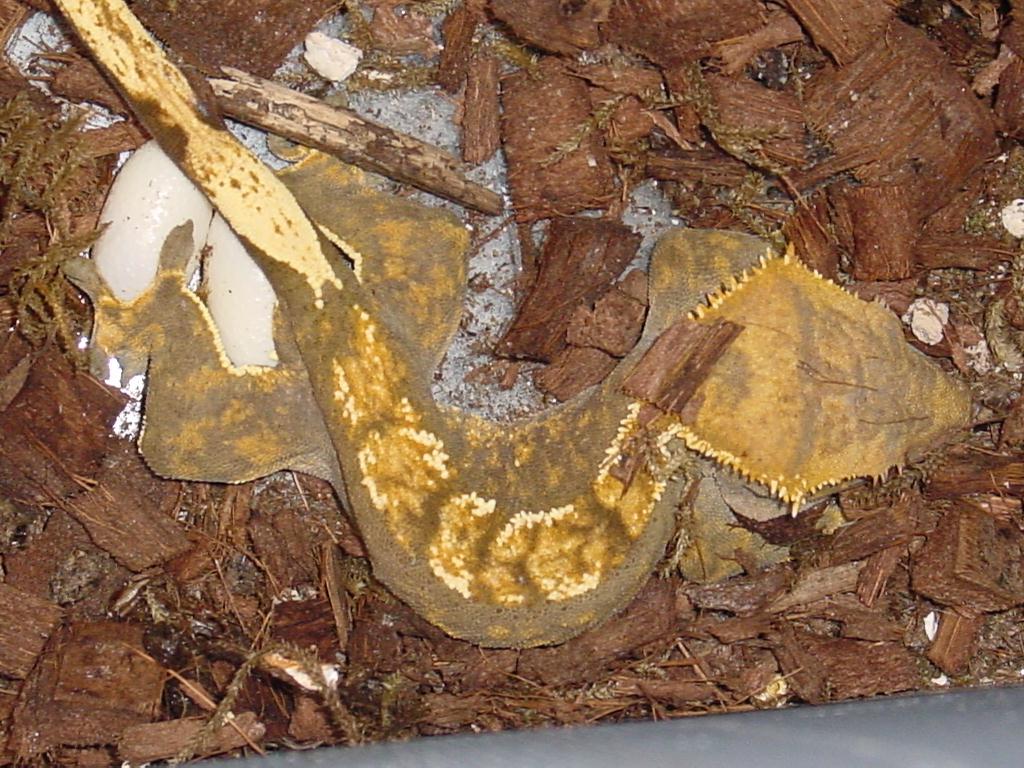 Crested gecko laying eggs