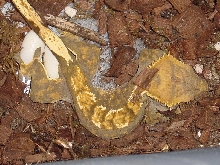 crested gecko laying eggs