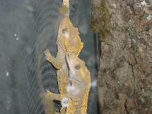 crested geckos breeding
