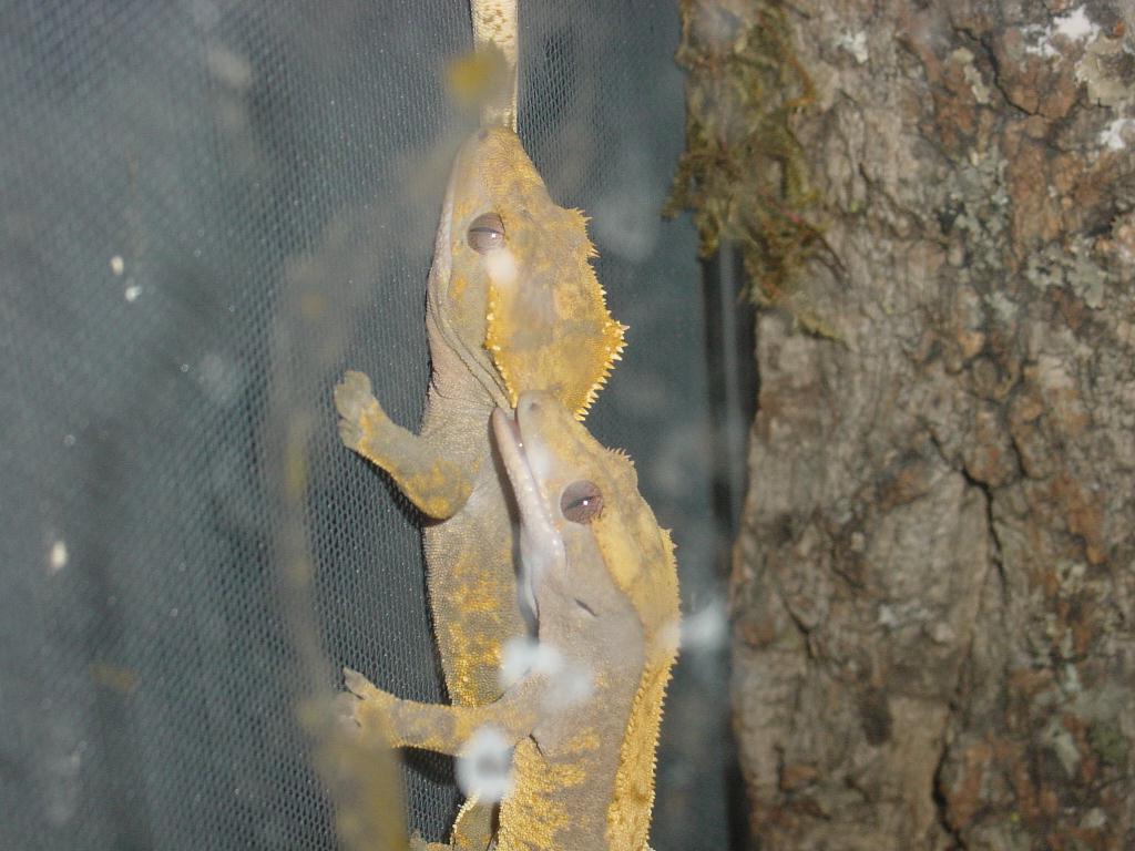 crested geckos breeding