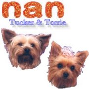 My Yorkies