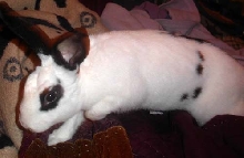 Leela on bed