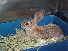 bunny