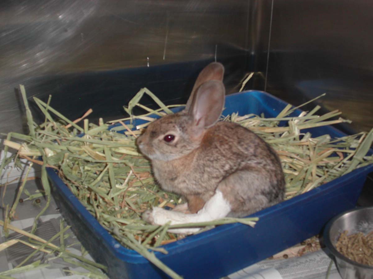 bunny2