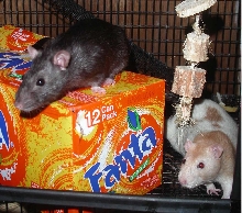 fanta