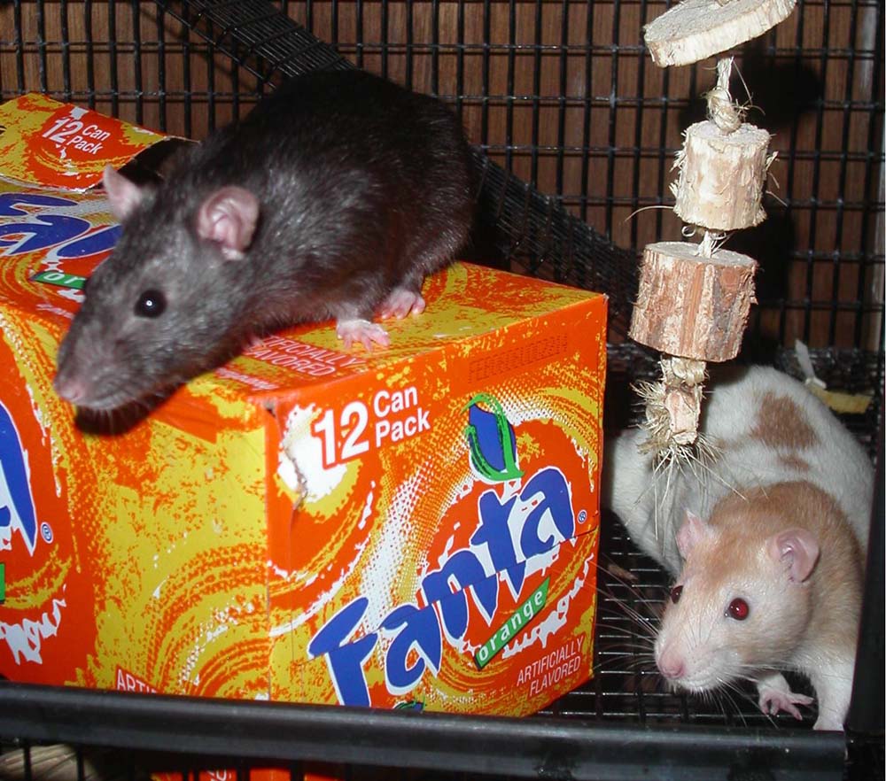 fanta