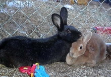 cuddling