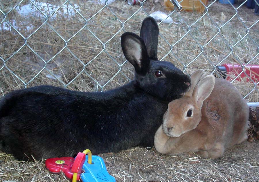 cuddling