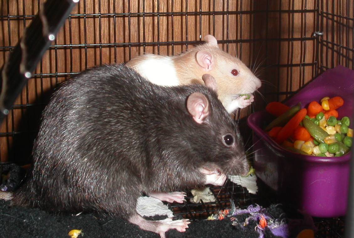 dinner