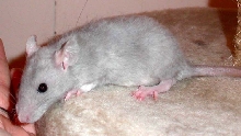 dumbo