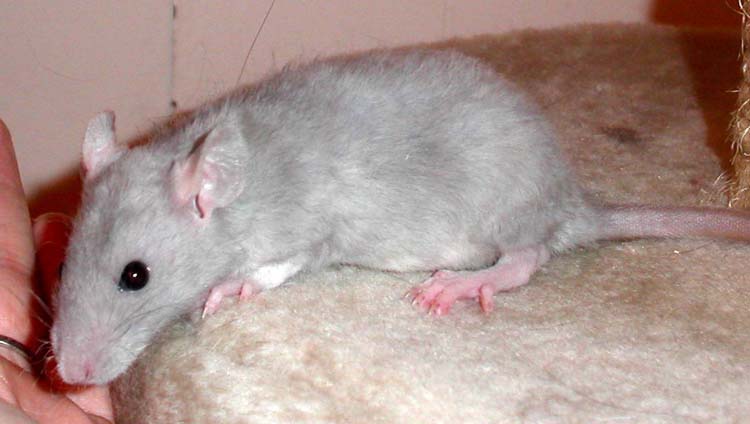 dumbo
