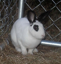 newbun